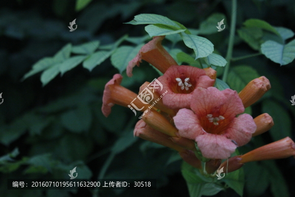 陶然公園
