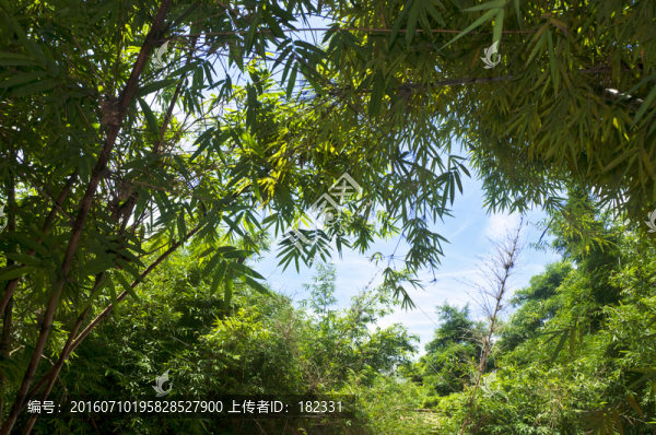綠色中的天空