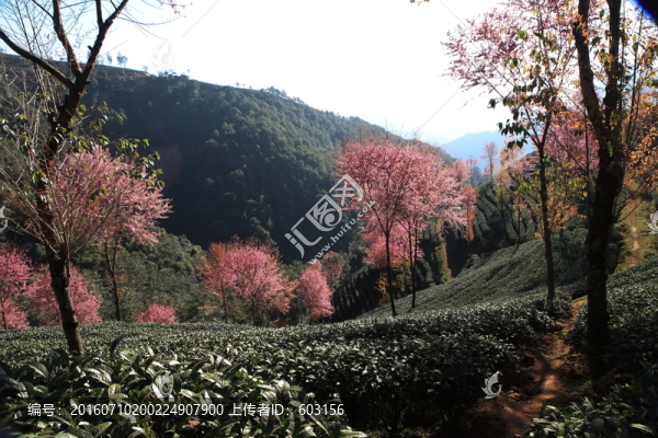 南澗,櫻花谷