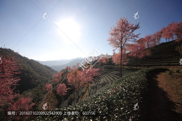 南澗,櫻花谷