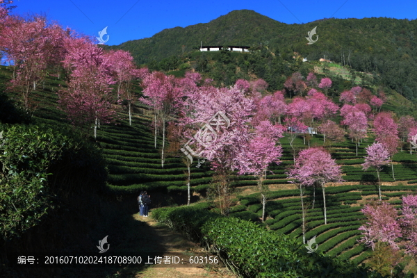 南澗,櫻花谷