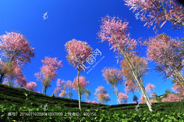 南澗,櫻花谷
