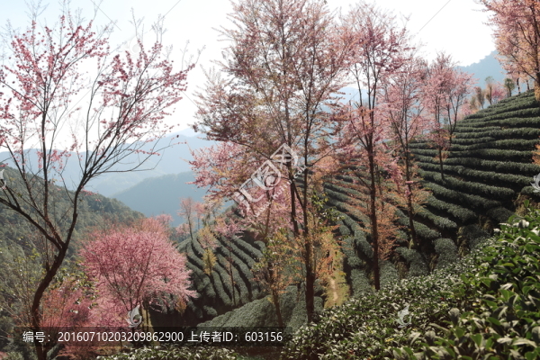 南澗,櫻花谷