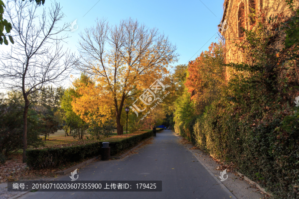 北京大學靜園秋色六院林蔭道紅葉