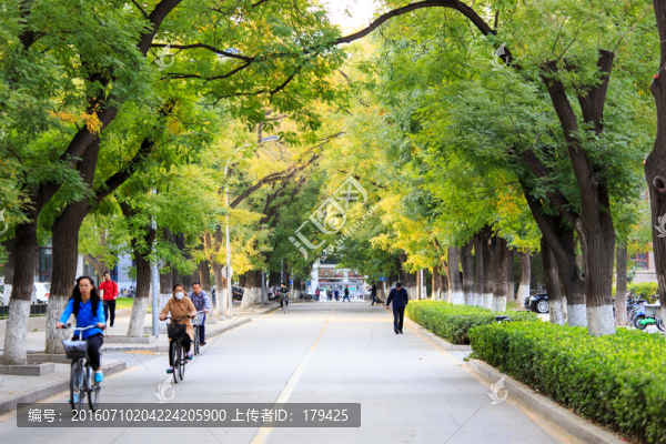 北京大學(xué)校園秋色林蔭道槐樹(shù)