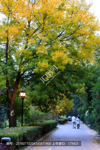 北京大學(xué)校園秋色林蔭道紅葉