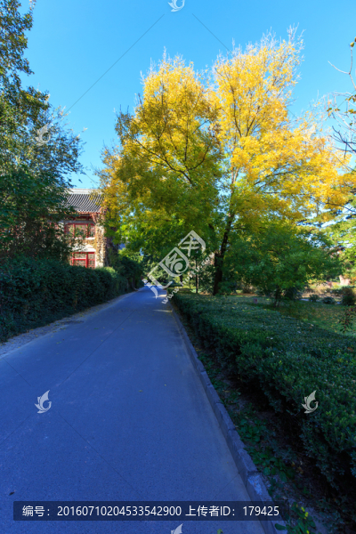 北京大學靜園秋色六院林蔭道紅葉