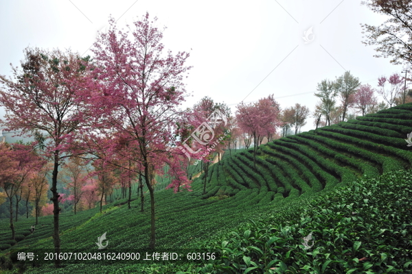 南澗,櫻花谷