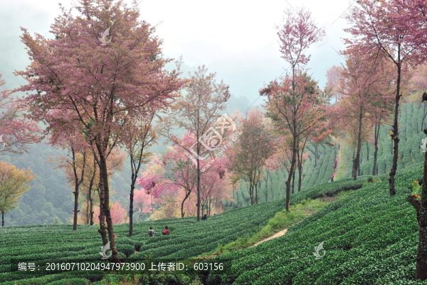 南澗,櫻花谷
