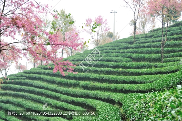 南澗,櫻花谷