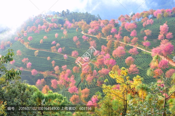 南澗,櫻花谷