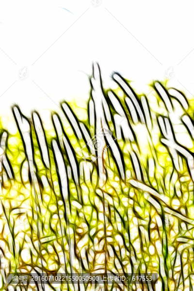 尖草蘆葦狗尾草