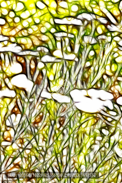菊花叢
