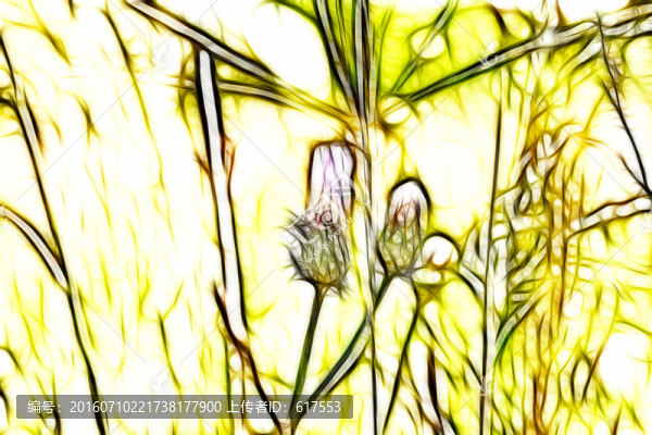 紫花藿香薊