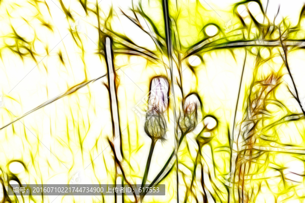 紫花藿香薊