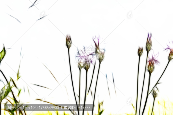 紫花藿香薊