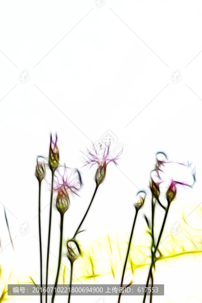 紫花藿香薊
