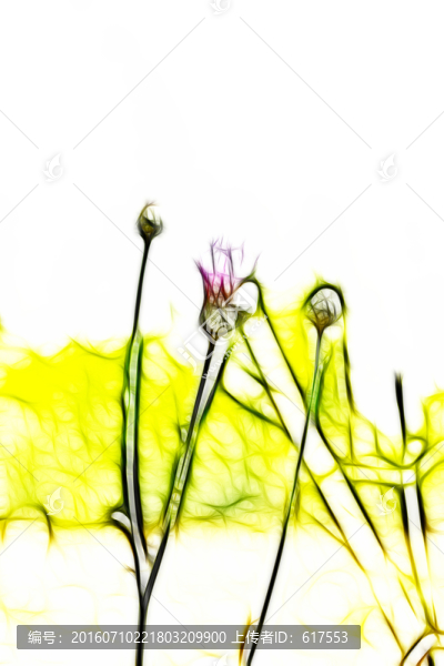 紫花藿香薊