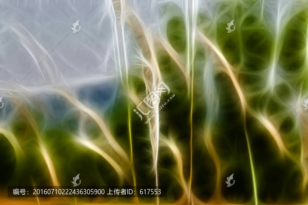 尖草蘆葦狗尾草