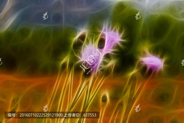紫花藿香薊