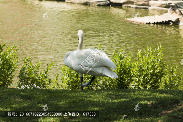 天鵝