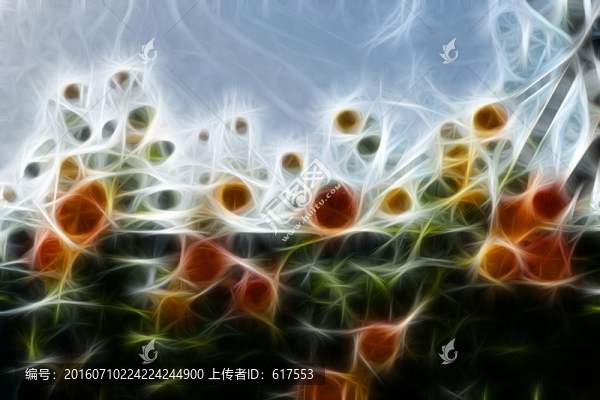 月季花