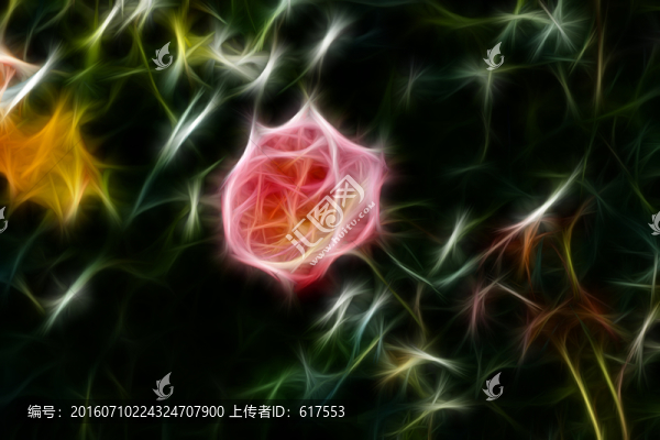 月季花