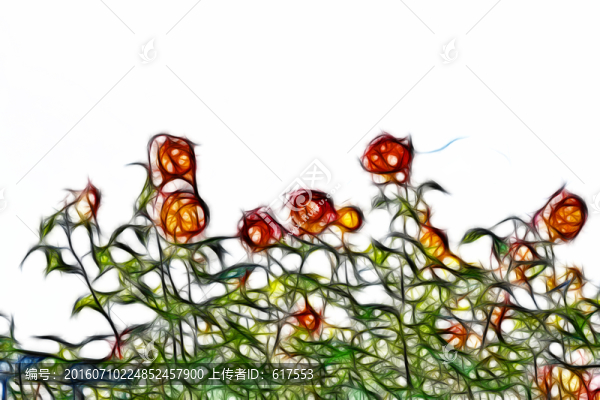 月季花