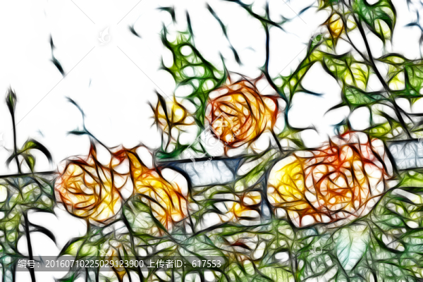 月季花