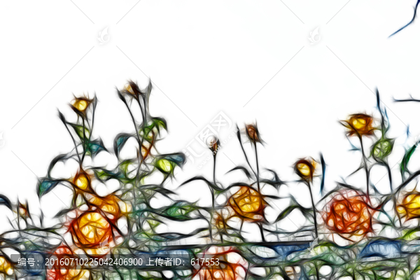 月季花