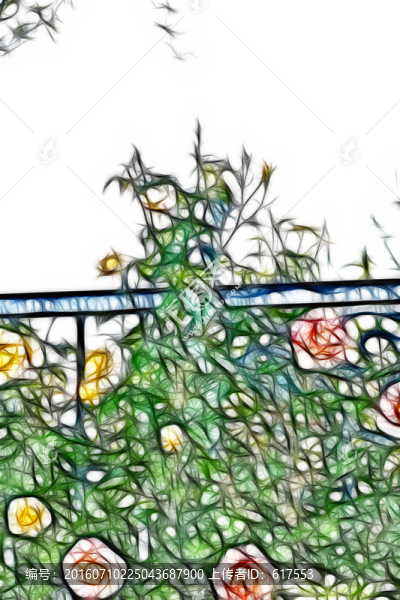 月季花