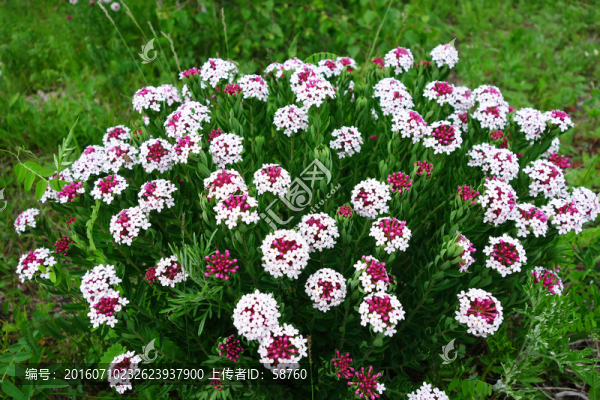 野生植物,狼毒花