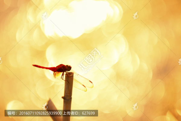 蜻蜓