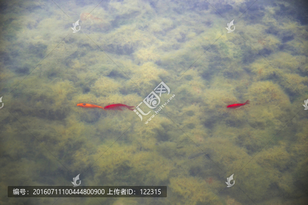 水中魚,攝影素材