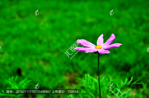 花草