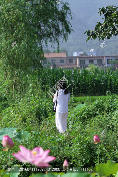 荷花美女,美女,荷花女神,荷花