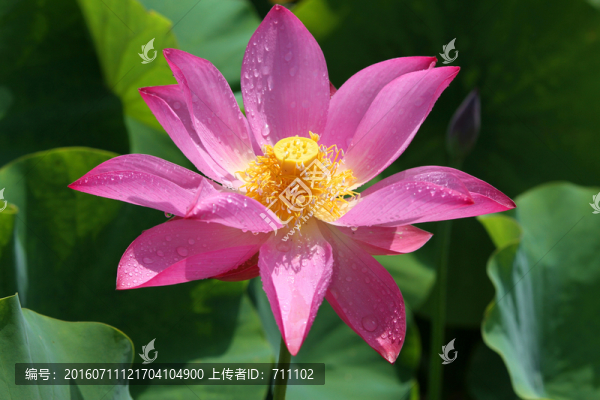 荷花,荷葉