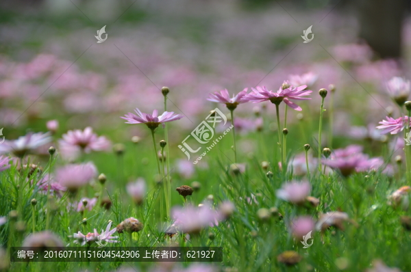 一片小花