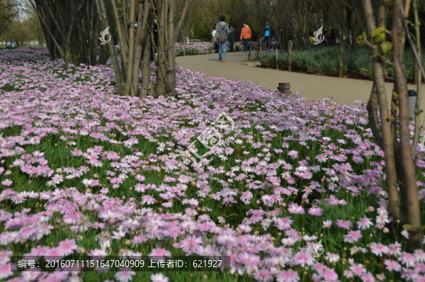 一片小花