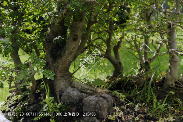 樹,枝干,形態(tài),扭轉(zhuǎn),曲折