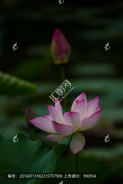 陽西,荷花
