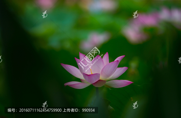 陽西,荷花