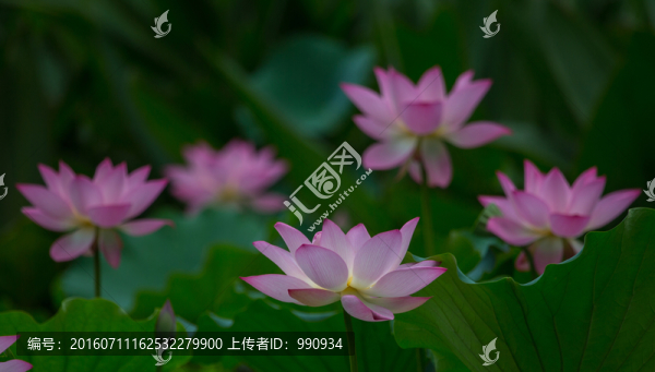 陽西,荷花
