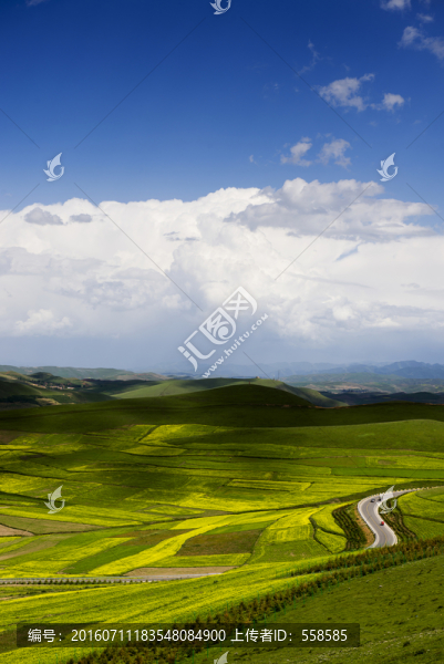 甘肅甘南油菜花地