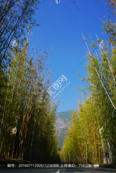 竹林下的路