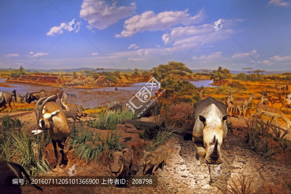草原動物