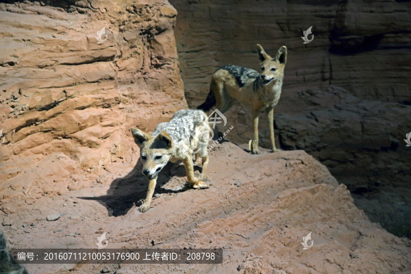犲狼