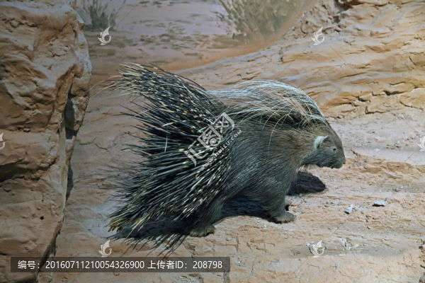 豪豬