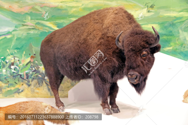 美洲野牛
