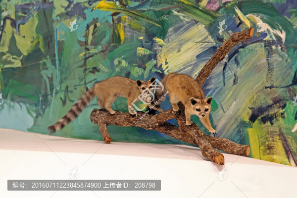 蓬尾浣熊